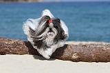 SHIH TZU 057